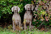 DOG 06 LS0052 01
Two Weimaraners Sitting By Shrubs
