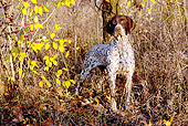 DOG 06 LS0054 01
German Shorthaired Pointer Standing By Yellow Leaves With Red Berries