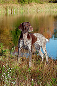 DOG 06 LS0063 01
German Shorthaired Pointer Standing At Edge Of Pond
