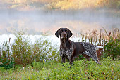 DOG 06 LS0064 01
German Shorthaired Pointer Standing In Grass By Pond
