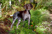 DOG 06 LS0065 01
German Shorthaired Pointer Standing In Woods