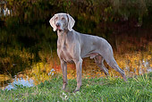 DOG 06 LS0067 01
Weimaraner Standing By Edge Of Pond In Autumn