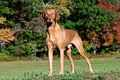 DOG 06 LS0069 01
Vizsla Standing On Grass By Autumn Foliage