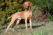 DOG 06 LS0070 01
Vizsla Standing On Grass By Autumn Foliage