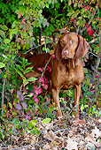 DOG 06 LS0071 01
Vizsla Standing In Autumn Foliage