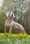 DOG 06 LS0072 01
Weimaraner Standing In Wild Mustard Flowers