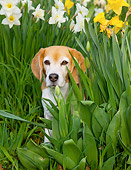 DOG 06 LS0074 01
Beagle Sitting By Daffodils