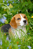 DOG 06 LS0078 01
Beagle Sitting In Grass And Wildflowers