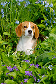 DOG 06 LS0079 01
Beagle Sitting In Violets And Virginia Bluebells
