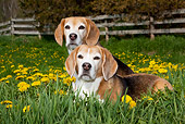 DOG 06 LS0083 01
Two Beagles In Field Of Dandelions