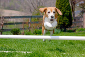 DOG 06 LS0084 01
Beagle Leaping Over Agility Course Hurdle