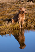 DOG 06 LS0085 01
Chesapeake Bay Retriever Female Casting Reflection In Salt Marsh Pond