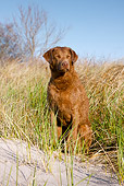 DOG 06 LS0087 01
Chesapeake Bay Retriever Female Sitting In Grass On Beach