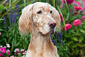 DOG 06 LS0092 01
Head Shot Of English Setter In Garden