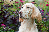 DOG 06 LS0093 01
Head Shot Of English Setter In Garden