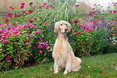 DOG 06 LS0094 01
English Setter Sitting On Grass By Autumn Flowers