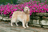 DOG 06 LS0095 01
English Setter Standing On Brick By Pink Petunias