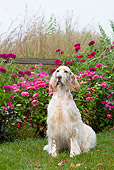 DOG 06 LS0096 01
English Setter Sitting On Grass By Pink Autumn Flowers