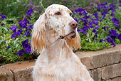 DOG 06 LS0097 01
Portrait Of English Setter Sitting By Violet Flowers