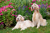 DOG 06 LS0098 01
Two English Setters On Lawn By Autumn Garden