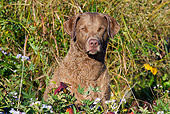 DOG 06 LS0105 01
Cheseapeake Bay Retriever Sitting In Wild Grass, Asters And Poison Ivy