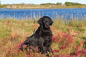 DOG 06 LS0106 01
Flat-Coated Retriever Sitting In Glasswort And Salt Grass In Marsh