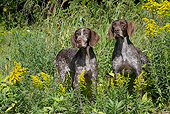 DOG 06 LS0107 01
Two German Shorthaired Pointers Standing In Field
