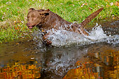 DOG 06 LS0108 01
Chesapeake Bay Retriever Running Through Pond In Autumn