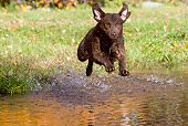 DOG 06 LS0109 01
Chesapeake Bay Retriever Jumping Into Pond In Autumn