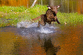 DOG 06 LS0110 01
Chesapeake Bay Retriever Jumping Into Pond In Autumn