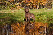 DOG 06 LS0111 01
Chesapeake Bay Retriever Standing In Pond In Autumn