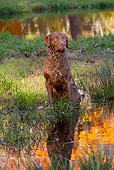 DOG 06 LS0112 01
Chesapeake Bay Retriever Sitting At Edge Of Pond In Autumn