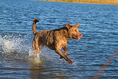 DOG 06 LS0113 01
Chesapeake Bay Retriever Running Through Salt Marsh