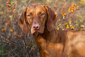 DOG 06 LS0116 01
Close-Up Of Vizsla Standing By Berries And Vines Along Dune Trail