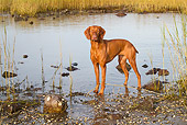 DOG 06 LS0117 01
Vizsla Standing In Salt Marsh