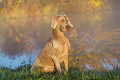 DOG 06 LS0118 01
Weimaraner Sitting On Grass By Pond With Reflections Of Autumn Leaves