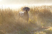 DOG 06 LS0120 01
Weimaraner Standing In Dewy Meadow Grass