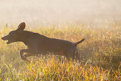 DOG 06 LS0121 01
Weimaraner Running Through Dewy Meadow Grass And Spider Webs