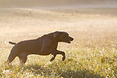 DOG 06 LS0122 01
Weimaraner Running Through Dewy Meadow Grass And Spider Webs