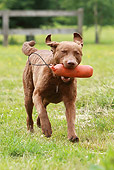 DOG 06 NR0027 01
Chesapeake Bay Retriever Running Carrying Dummy