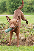 DOG 06 NR0028 01
Chesapeake Bay Retriever Running Carrying Dummy Jumping Down Hill