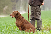 DOG 06 NR0030 01
Chesapeake Bay Retriever Sitting On Grass By Man