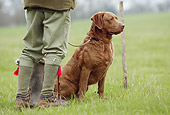 DOG 06 NR0031 01
Chesapeake Bay Retriever Sitting On Grass By Man