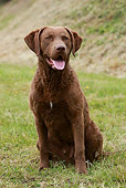DOG 06 NR0032 01
Chesapeake Bay Retriever Sitting On Grass