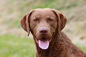DOG 06 NR0035 01
Head Shot Of Chesapeake Bay Retriever Sitting