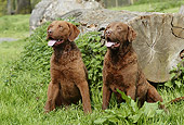 DOG 06 NR0036 01
Chesapeake Bay Retrievers Sitting On Grass By Log