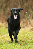 DOG 06 NR0037 01
Flat-Coated Retriever Running On Grass