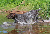 DOG 06 NR0039 01
German Wirehaired Pointer Walking Through Water