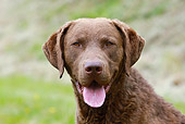 DOG 06 NR0041 01
Head Shot Of Chesapeake Bay Retriever