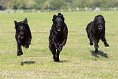 DOG 06 NR0042 01
Three Flat-Coated Retrievers Running On Grass Field